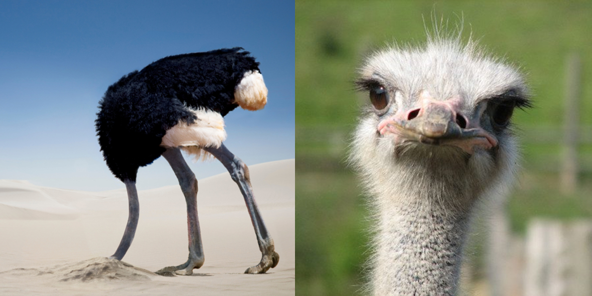 Ostrich taking its head out of sand